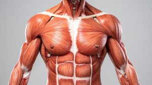 entrenamiento de fuerza y diabetes