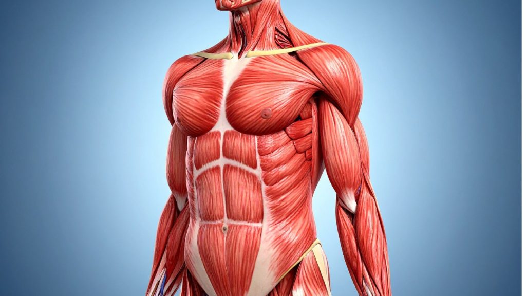 aprender los nombres de los músculos